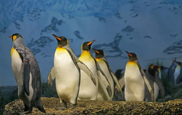 99% من طيور البطريق الإمبراطور في طريقها للانقراض - الصورة من pexels by pixabay