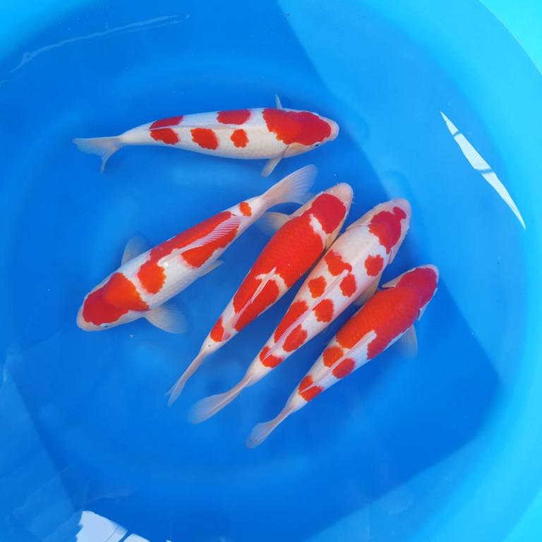 سمكة زينة ت باع بـ 1 4 مليون جنيه إسترليني في اليابان مجلة سيدتي