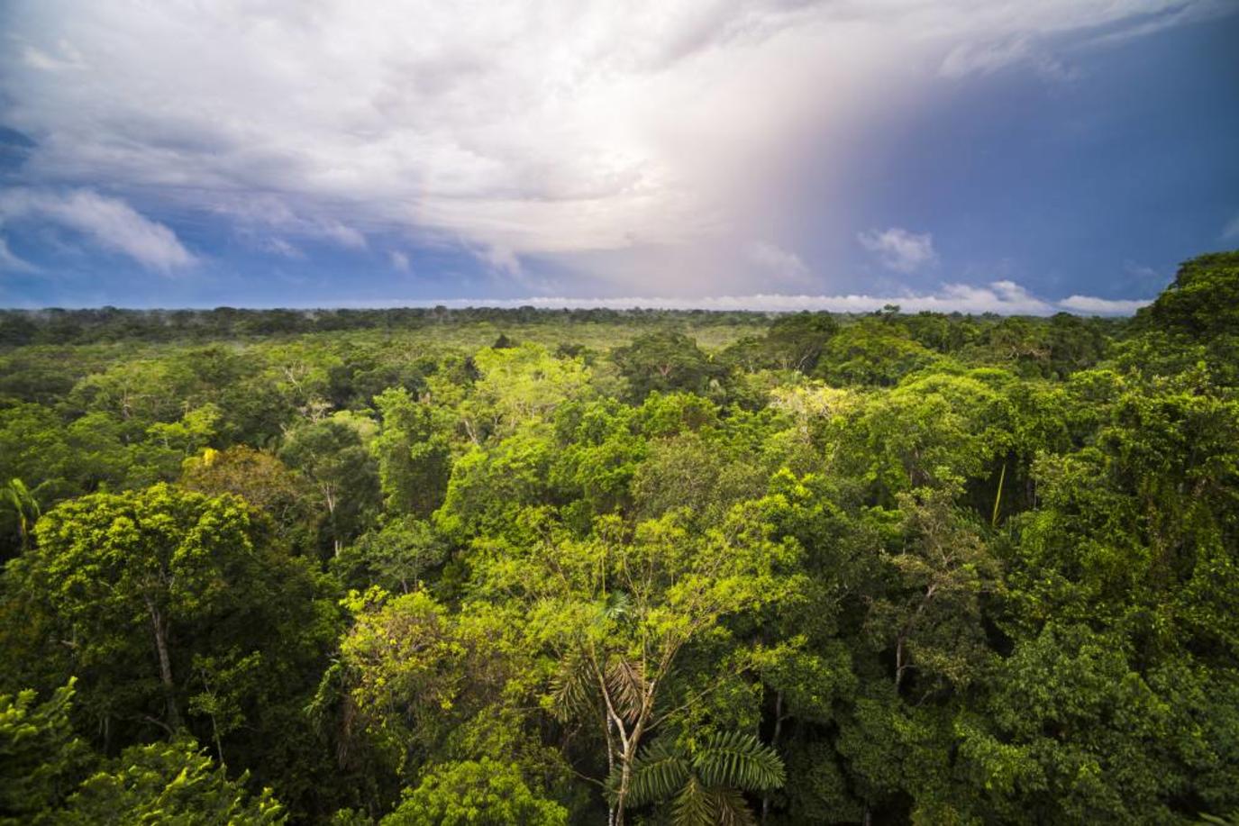 غابات الأمازون المطيرة 